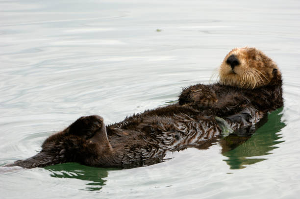 istock Resting Wild Sea Otter Floating on It's Back in Harbor 157316618