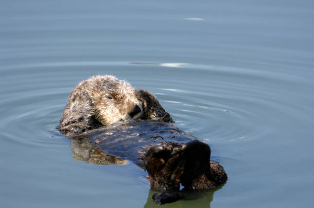istock wild sea otter relaxing on water 157316644