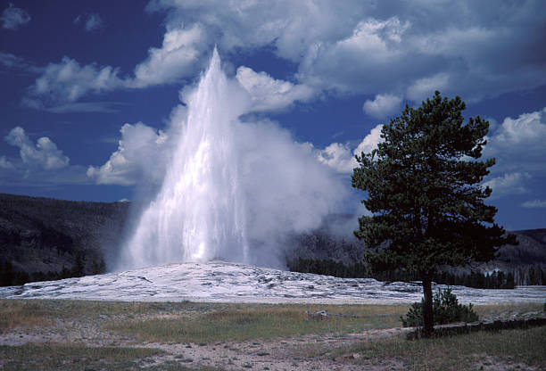 Subject: The Old Faithful Geyser in Yellowstone National Park. The geyser exhibit the spray Eruption once an hour, a famous tourist attraction in the park. Photographed in horizontal format.