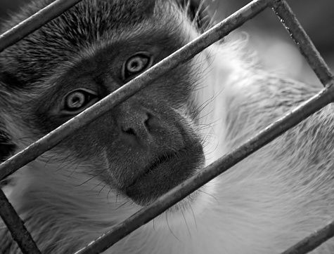 Surreal portrait of a monkey behind the grid in a zoo.