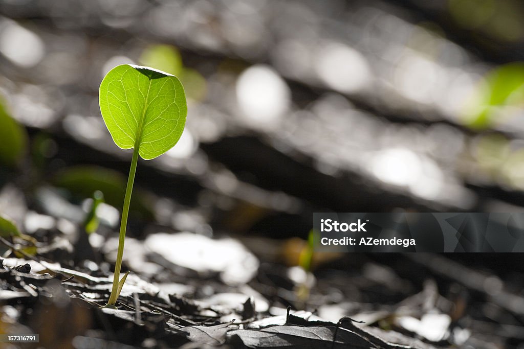 New vie - Photo de Botanique libre de droits