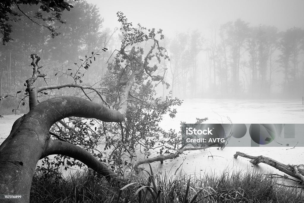 Misty Swamp - Photo de Arbre libre de droits