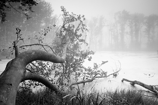 spooky swamp, black and white