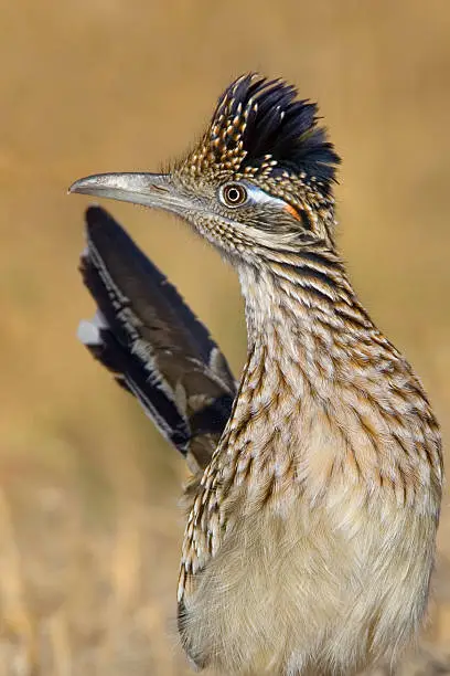 Greater Roadrunner (Geococcyx californianus) bird close up. 