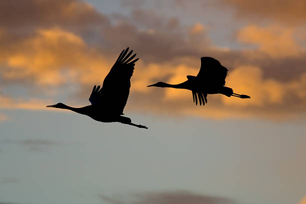 Silhouette of mountains against the sunset sky. Birds (Common crane) against the background of the mountains in the evening. The Hula Valley in northern Israel at sunset