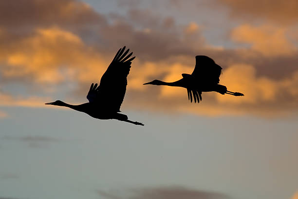 Sandhill Crane silhouettes in flight  eurasian crane stock pictures, royalty-free photos & images
