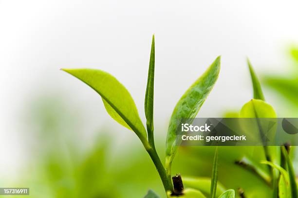 Teepflanze In Nebel Stockfoto und mehr Bilder von Blatt - Pflanzenbestandteile - Blatt - Pflanzenbestandteile, Pflanze, Weiß