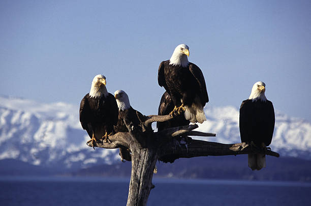 Five Eagles on Perch stock photo