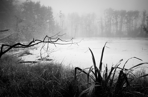 spooky swamp, black and white, some grain added