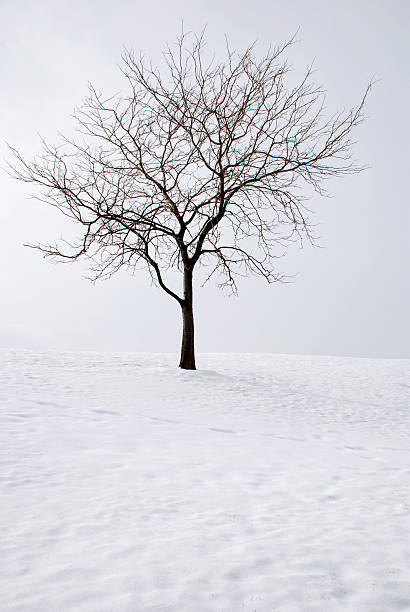зимнее дерево - bare tree environment nature boise стоковые фото и изображения