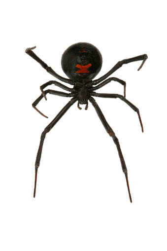 The Black Widow Spider.

[url=/file_closeup.php?id=5414940][img]/file_thumbview_approve.php?size=1&id=5414940[/img][/url][url=/file_closeup.php?id=5180289][img]/file_thumbview_approve.php?size=1&id=5180289[/img][/url][url=/file_closeup.php?id=5179992][img]/file_thumbview_approve.php?size=1&id=5179992[/img][/url]