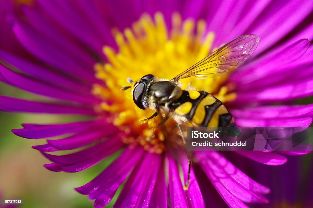 Pływający Poleć na michaelmas daisy - Zbiór zdjęć royalty-free (Aster)