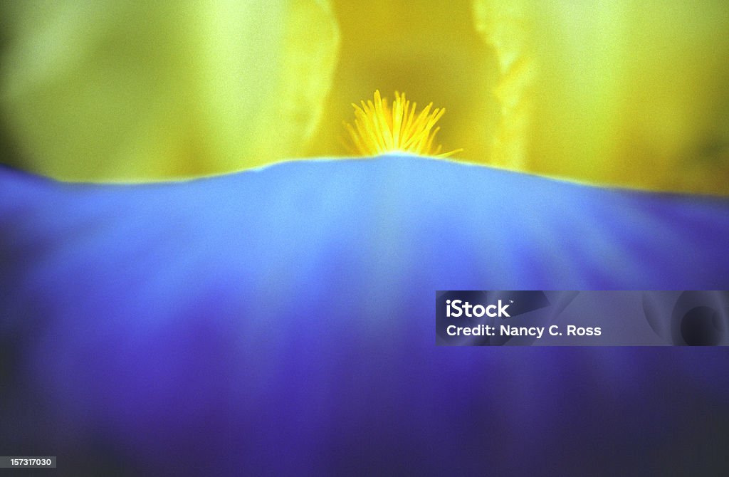 アイリスの花、マクロ、黄、青の抽象的な、スプリング - マクロ撮影のロイヤリティフリーストックフォト