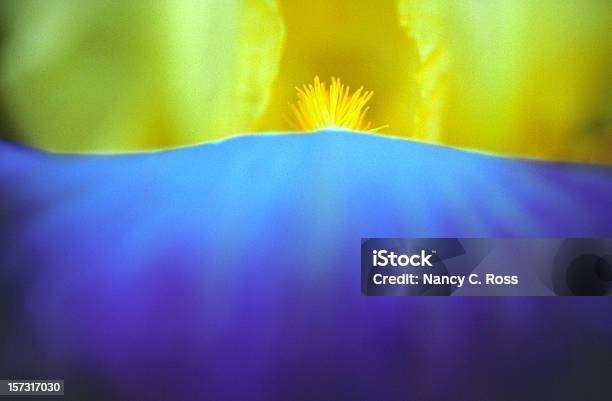 アイリスの花マクロ黄青の抽象的なスプリング - マクロ撮影のストックフォトや画像を多数ご用意 - マクロ撮影, 写真, 花
