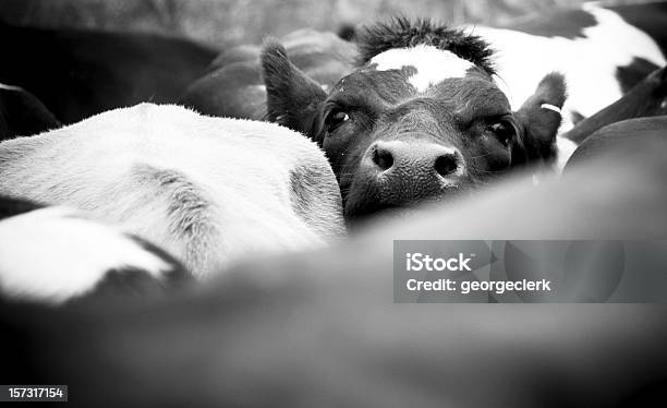 Foto de Lotado Quando Em Uma Manada De Vacas e mais fotos de stock de Fêmea de mamífero - Fêmea de mamífero, Gado Doméstico Bovino, Preto e branco