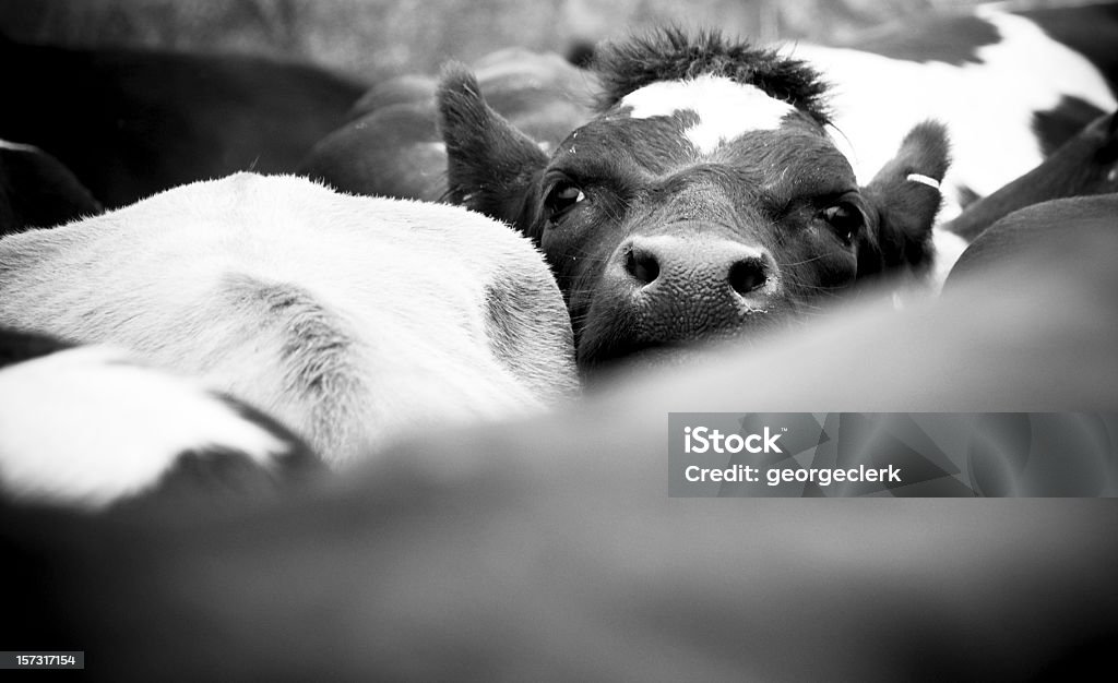 Людный ВОЛОВЬЮ КОЖУ в Стадо - Стоковые фото Домашний скот роялти-�фри