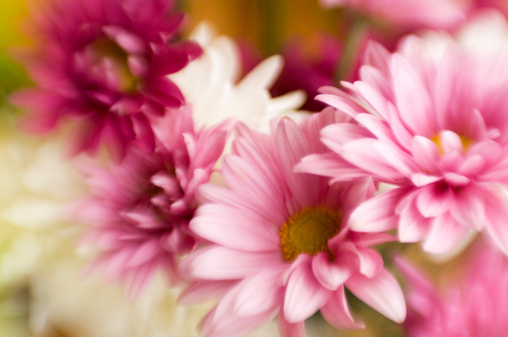 Soft focus on delicate flowers, taken with a Lens Baby for soft effect. Perfect for greeting card use. 
