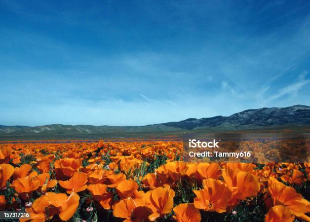 Poppies Stock Photo - Download Image Now - California, Lancaster - California, Beauty In Nature