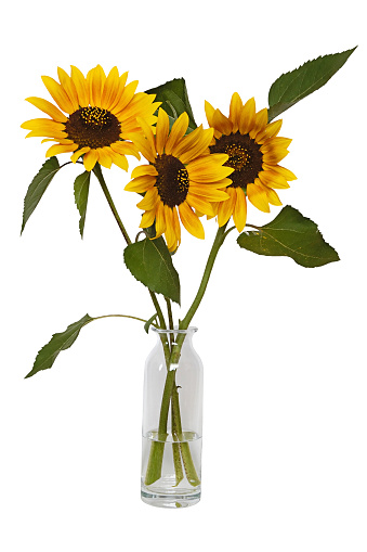 Sunflowers in vase isolated on white.