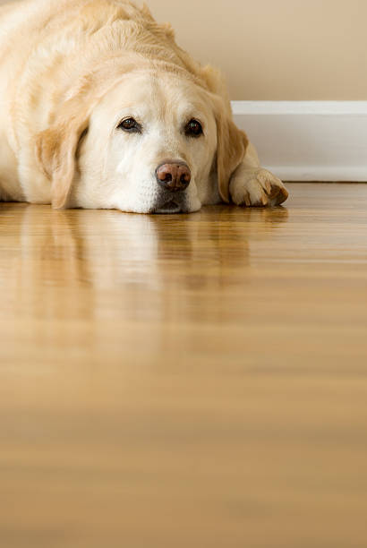 istock Tired, Old Yellow Labrador Retriever Laying, Ears Down 157317282