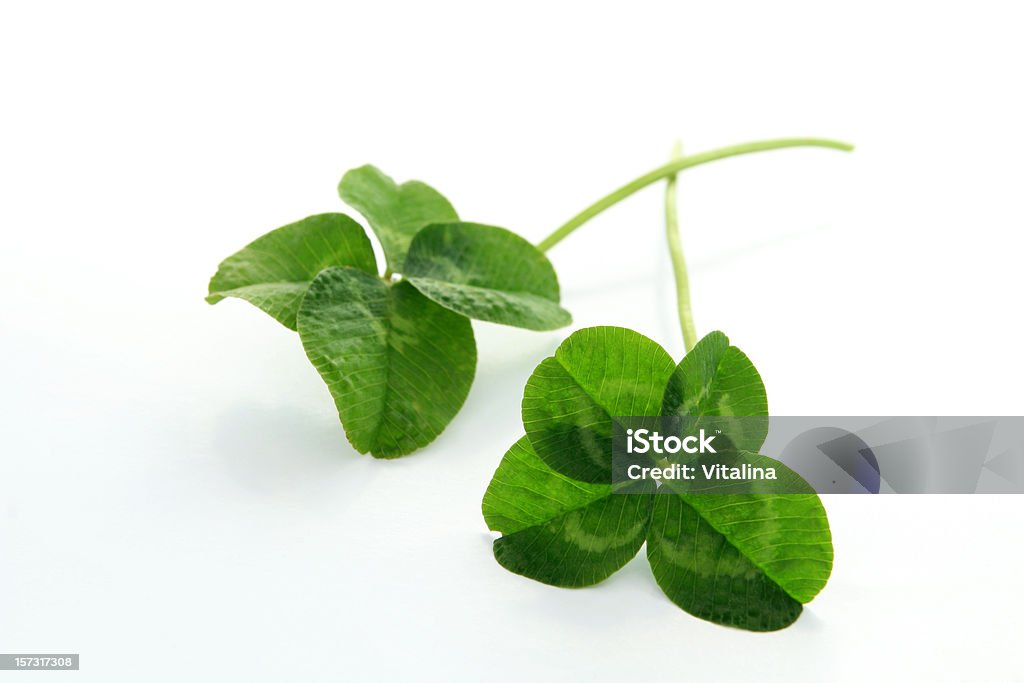 Dois sorte clovers. - Foto de stock de Crescimento royalty-free