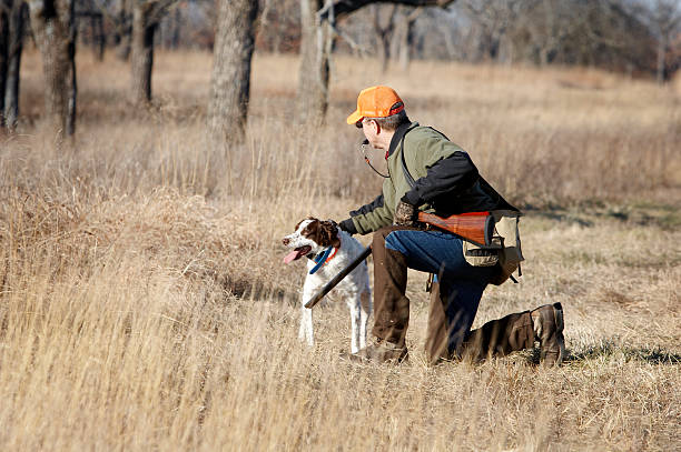 Hunting and brittany pup stock photo