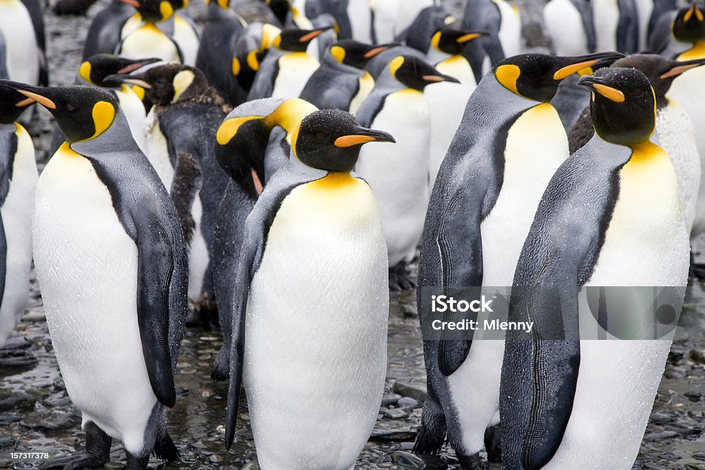 Pinguin-Kolonie mit King-Size-Bett - Lizenzfrei Abwarten Stock-Foto