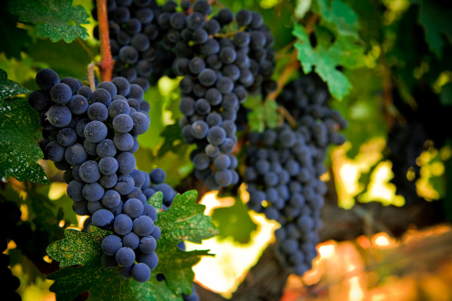 ripe cabernet grapes ready for harvest