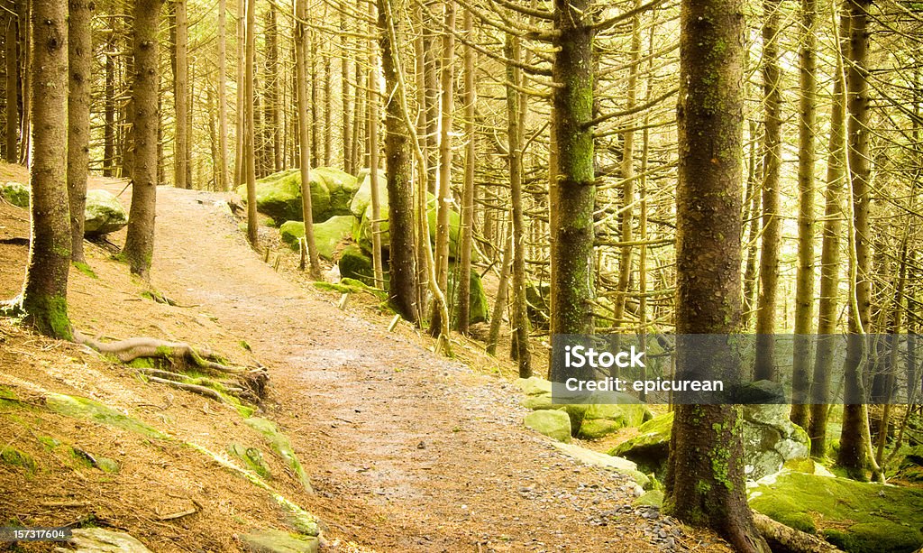 Apacible bosque de - Foto de stock de Carolina del Norte - Estado de los EE. UU. libre de derechos