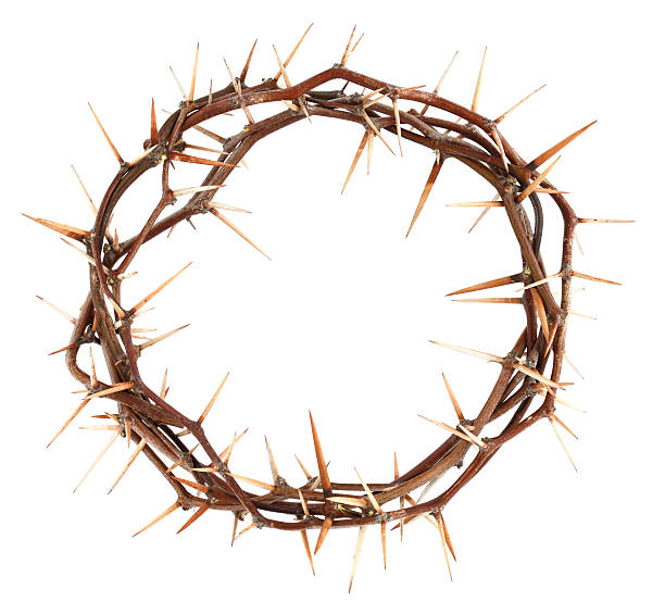 istock Crown of Thorns XL 157317629