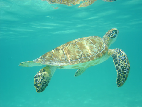 a green sea turtle returning to the surface for air.