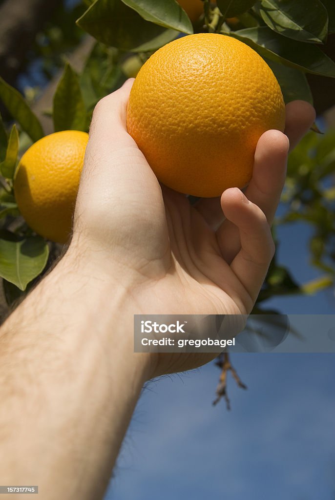 Gripping an orange  Agriculture Stock Photo