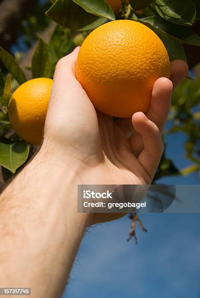 Gripping An Orange Stock Photo - Download Image Now - Agriculture, Branch - Plant Part, Citrus Fruit