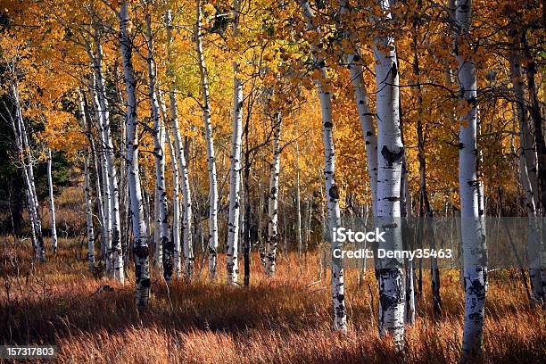 아스펜과 가을 숲 자작나무에 대한 스톡 사진 및 기타 이미지 - 자작나무, 숲, 몬태나