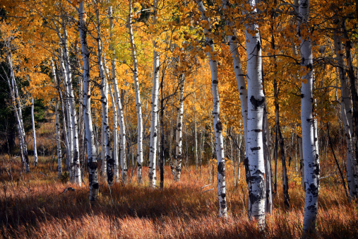 Grove of aspen trees in fall color.