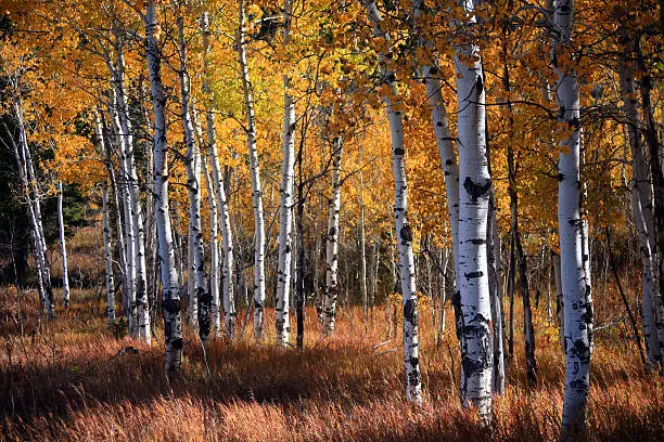 Photo of An aspen grove in autumn with orange leaves