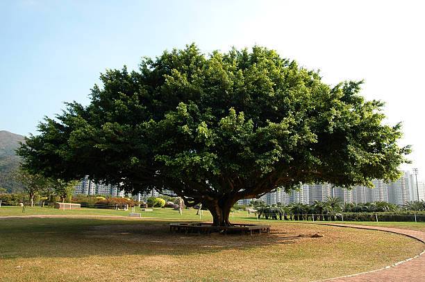 Cтоковое фото Большой Banyan Tree