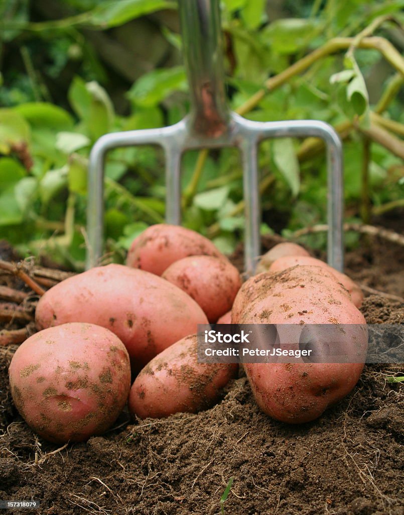 Appena scavate potatos - Foto stock royalty-free di Patata rossa