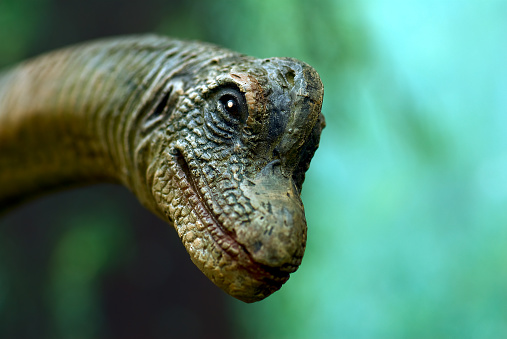Dinosaur Close-up at exhibit 