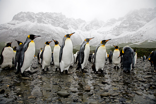King Penguins at the beach of south georgia, sub antarctic island, in the rain, wide angle shot against the high snow mountains of south georgia.