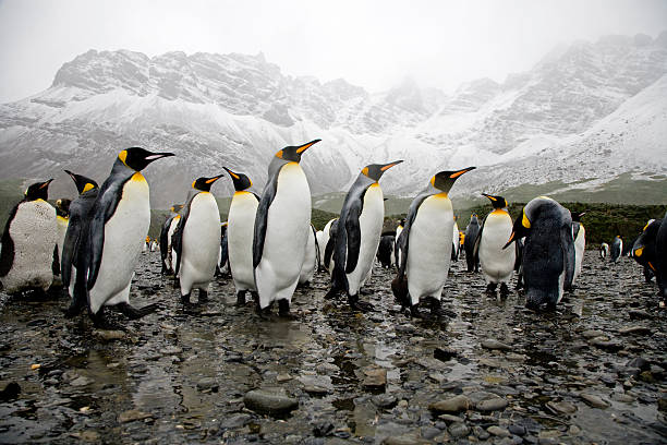 pinguins cama king-size - pinguim de schlegel - fotografias e filmes do acervo