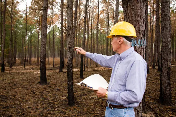 Forester or surveyor mature man in pine thicket forest that has had the undergrowth burned.  Focus is on the clipboard.  Studying effects of enviornmental conservation.   MORE LIKE THIS... in lightboxes below.