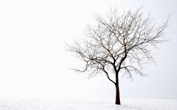 arbre d'hiver - arbre sans feuillage photos et images de collection