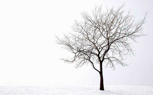 albero inverno - snow loneliness tree remote foto e immagini stock