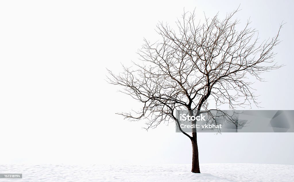 Árvore de inverno - Foto de stock de Ávore seca royalty-free