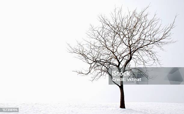 Foto de Árvore De Inverno e mais fotos de stock de Ávore seca - Ávore seca, Árvore, Isolado
