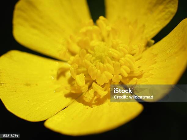 Ranúnculo - Fotografias de stock e mais imagens de Amarelo - Amarelo, Ao Ar Livre, Canteiro de flores