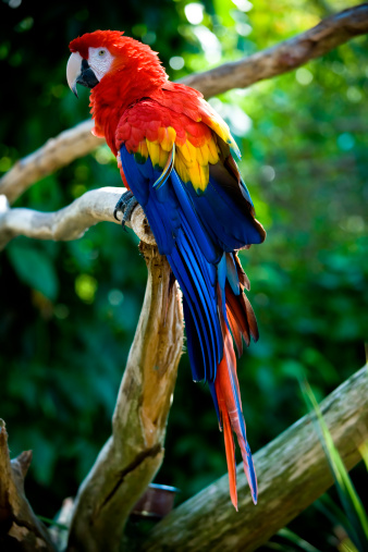 scarlet macaw