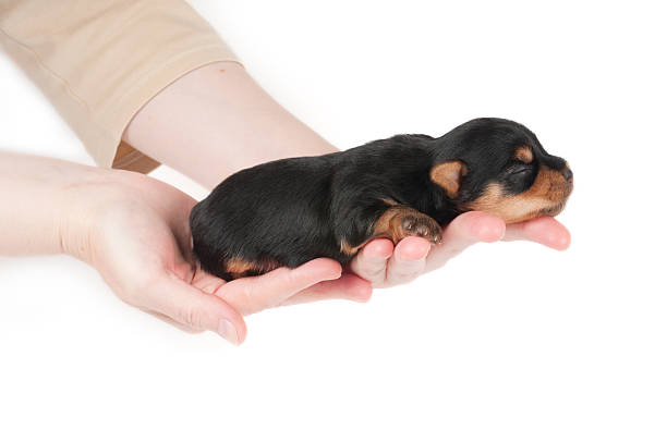 Woman holds two week old puppy Woman holds two week old puppy of the Yorkshire Terrier newborn yorkie puppies stock pictures, royalty-free photos & images