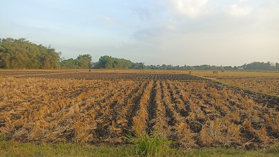 view of rice field after harvesting. Rice paddy field after harvesting. Dry rice field after harvest